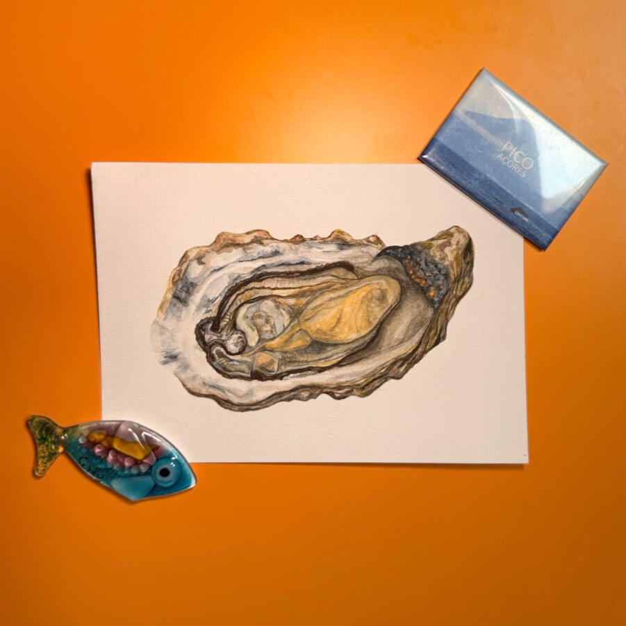 Oyster, Watercolor on Paper